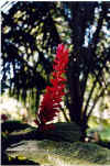 red_flower1.jpg (19934 bytes)